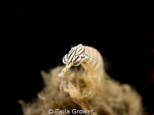 
Pipefish by Twila Grower 